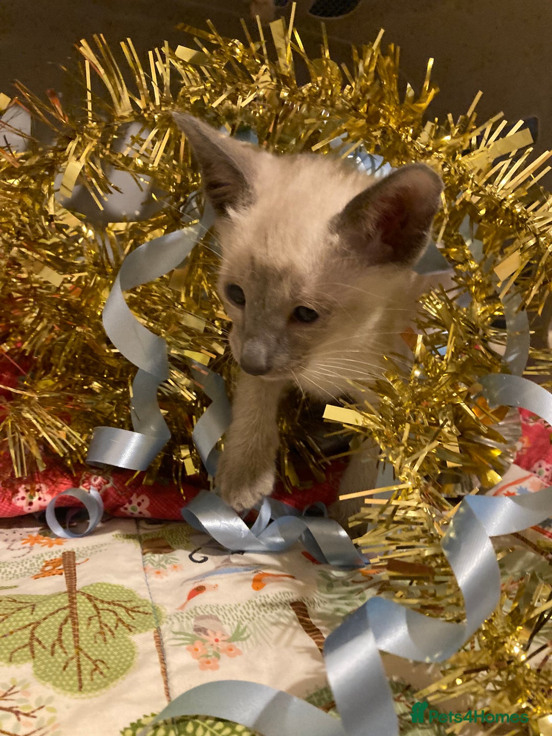 Oriental cats for sale: Oriental shorthair kittens - Advert 13