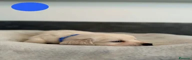 Golden Retriever 4