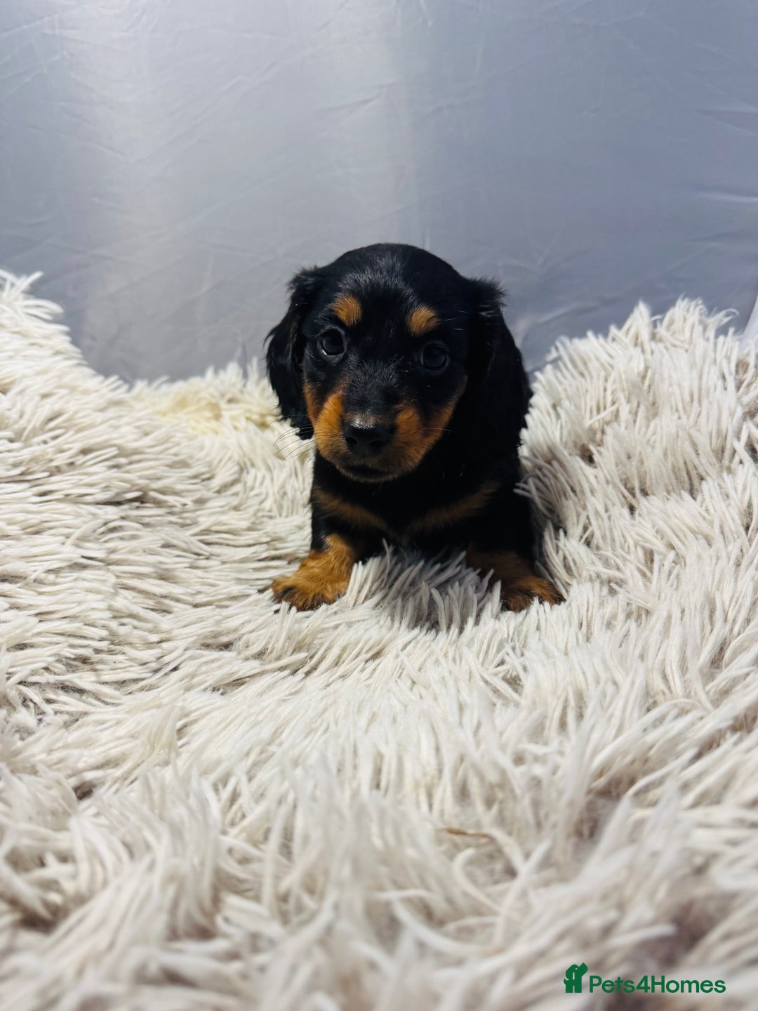 Miniature Dachshund dogs for sale: Beautiful minature dachshunds  - Advert 8