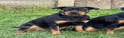 Rottweiler dogs for sale: Adult Full-Bred Female Rottweiler - Advert 6