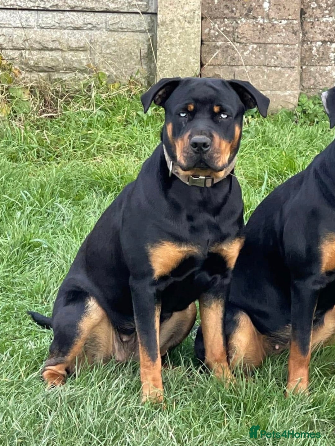 Rottweiler dogs for sale: Adult Full-Bred Female Rottweiler - Advert 6