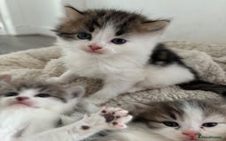 Mixed Breed cats for sale: 5 wee kittens needing homes. - Image 13
