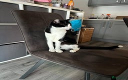 Domestic Shorthair cats for sale: Meemee the Three year old cat  - Image 2
