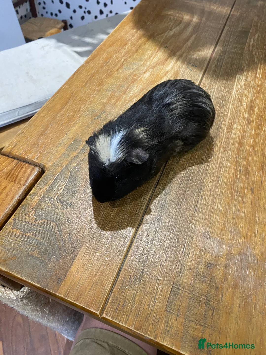Guinea Pig rodents for sale: Male Guinea Pigs - Advert 6