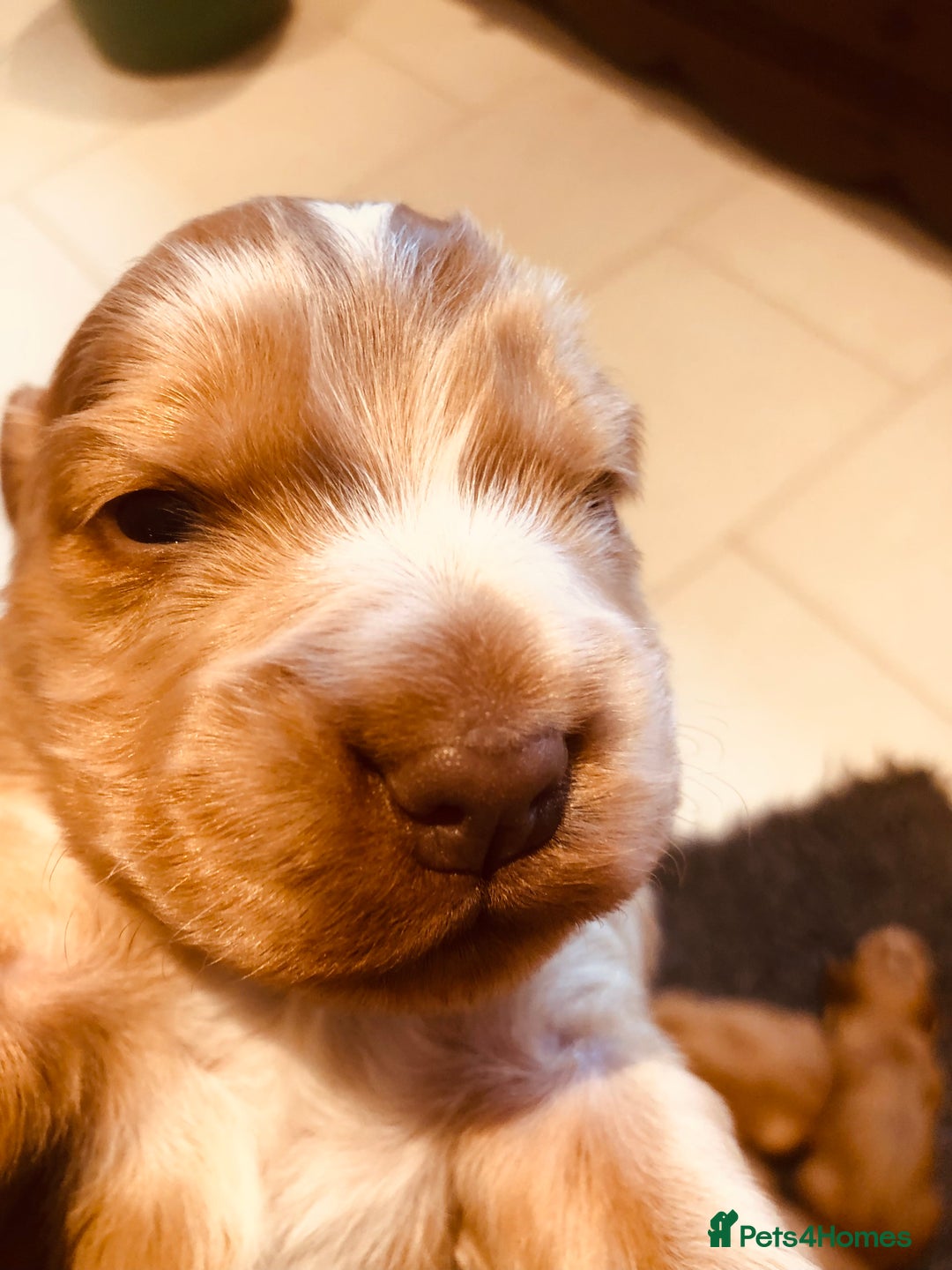 Cocker Spaniel dogs for sale: GORGEOUS COCKER SPANIEL PUPPIES - Advert 16