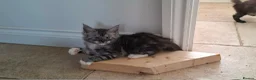Maine Coon cats for sale: Beautiful Maine coon Kittens in Saint Austell - Advert 4