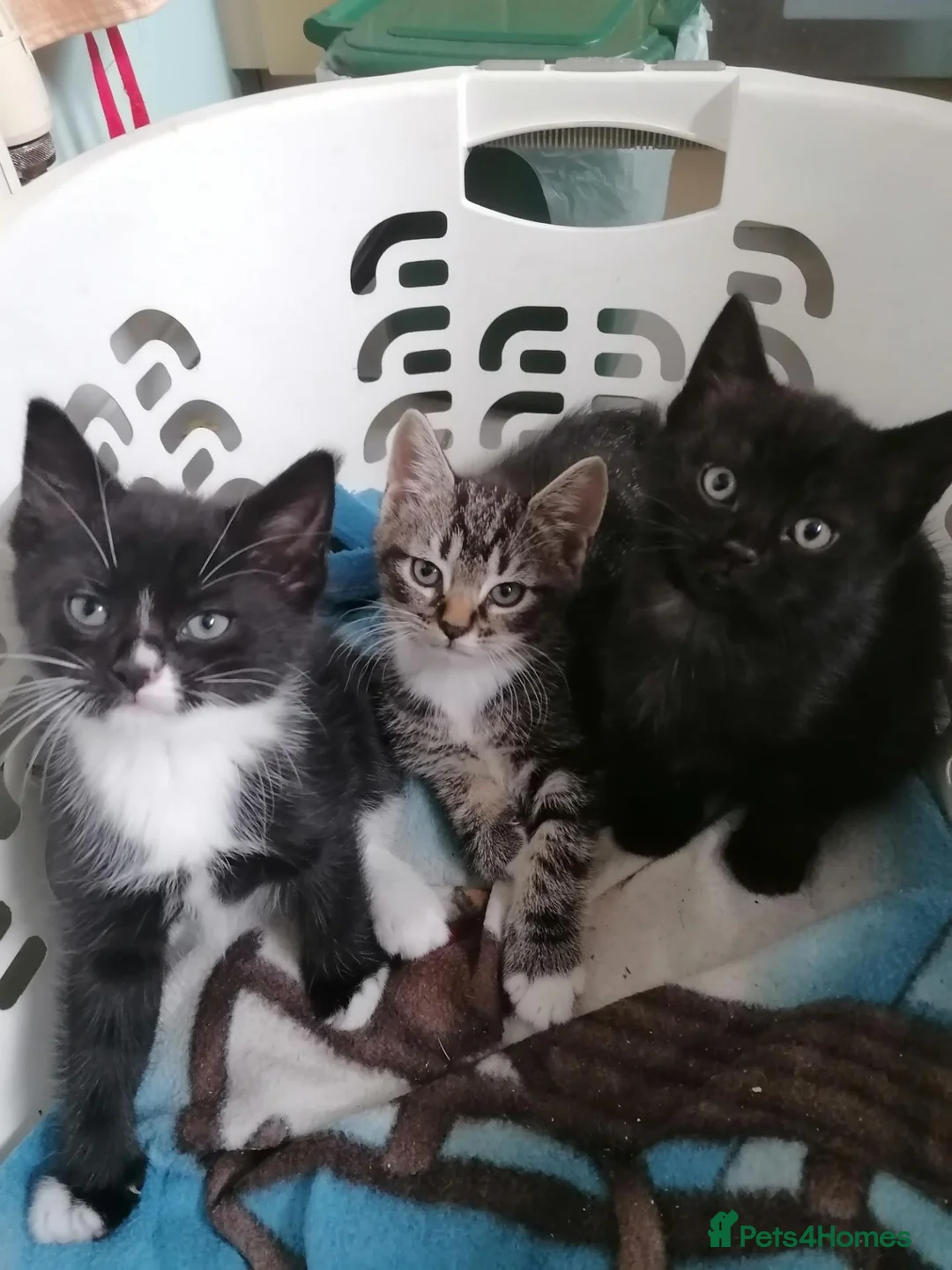 Mixed Breed cats for sale: Cute & Cuddly Kittens ready now - Advert 12