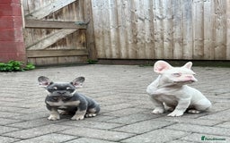 French Bulldog dogs for sale: LAST BOY AMAZING DNA REDUCED  - Image 2