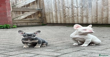 French Bulldog dogs - Advert 4