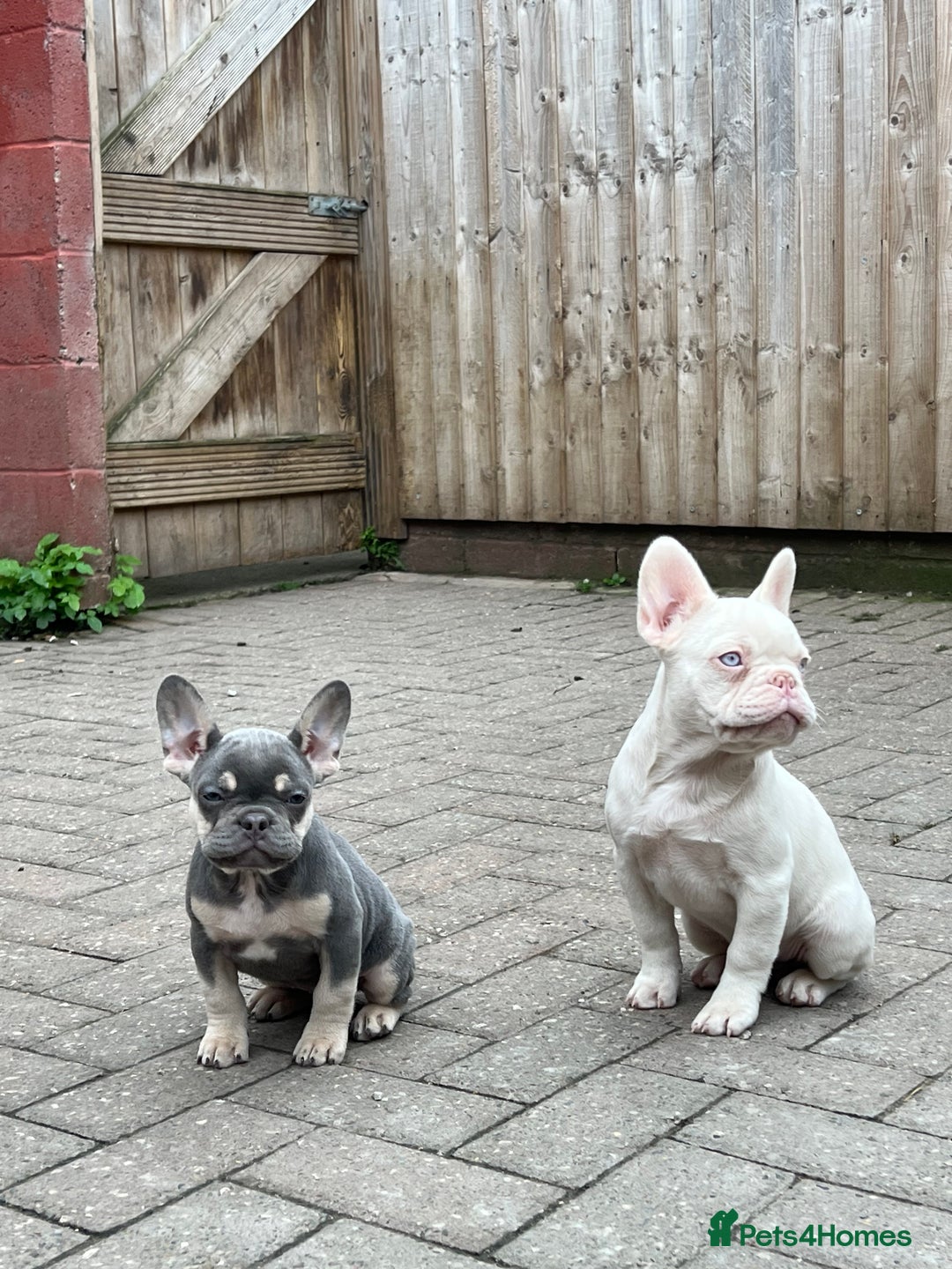 French Bulldog dogs for sale: LAST BOY AMAZING DNA REDUCED  - Image 2