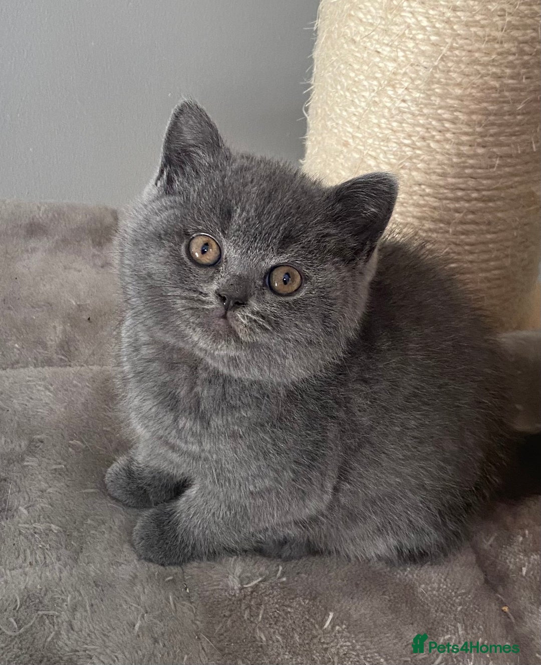 British Shorthair cats for stud: ⭐️ GCCF & TICA STUD  CARRYING CHOCOLATE ⭐️ in Derby - Advert 4
