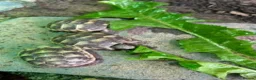 Tortoise reptiles for sale: Spur Thigh Hatchling Tortoises - Advert 5