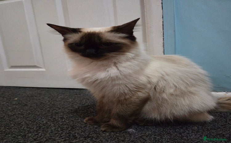 Ragdoll cats - Advert 9