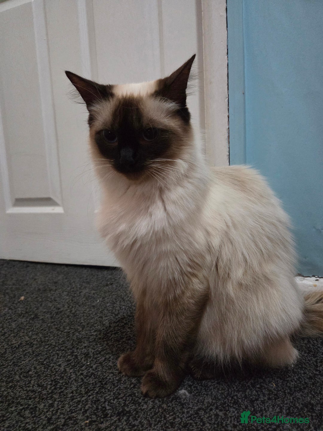 Ragdoll cats for sale: Full pedigree Ragdoll 16 months old - Image 1
