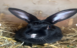 Mixed Breed rabbits for sale: Beautiful Daisy for re-homing - Image 1