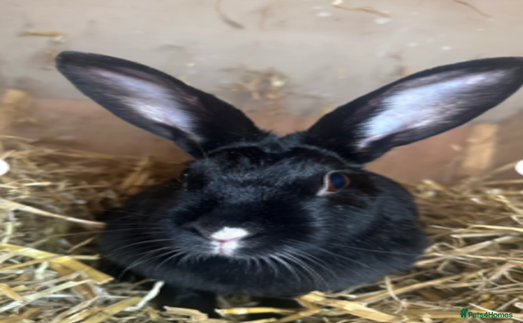 Mixed Breed rabbits - Advert 1