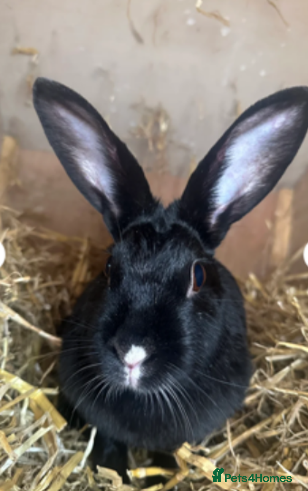 Mixed Breed rabbits for sale: Beautiful Daisy for re-homing - Image 1