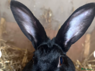 Mixed Breed rabbits - Advert 27