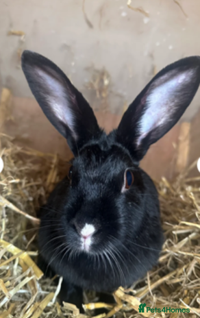 Mixed Breed rabbits - Advert 15