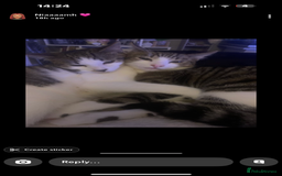 Mixed Breed cats for sale: Homes needed urgently  - Image 2