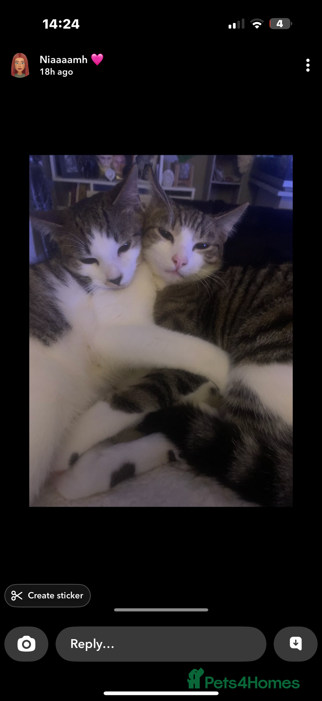 Mixed Breed cats for sale: Homes needed urgently  - Image 2