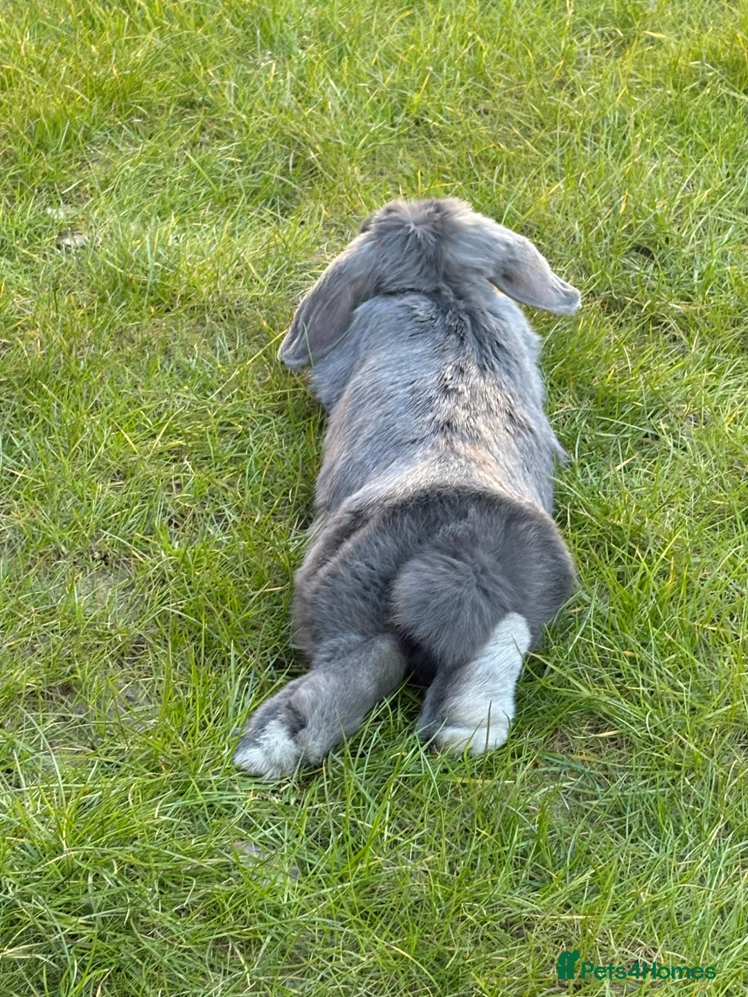 Dwarf Lop rabbits for sale: Mini Dwarf Lop  in Middlesbrough - Advert 2