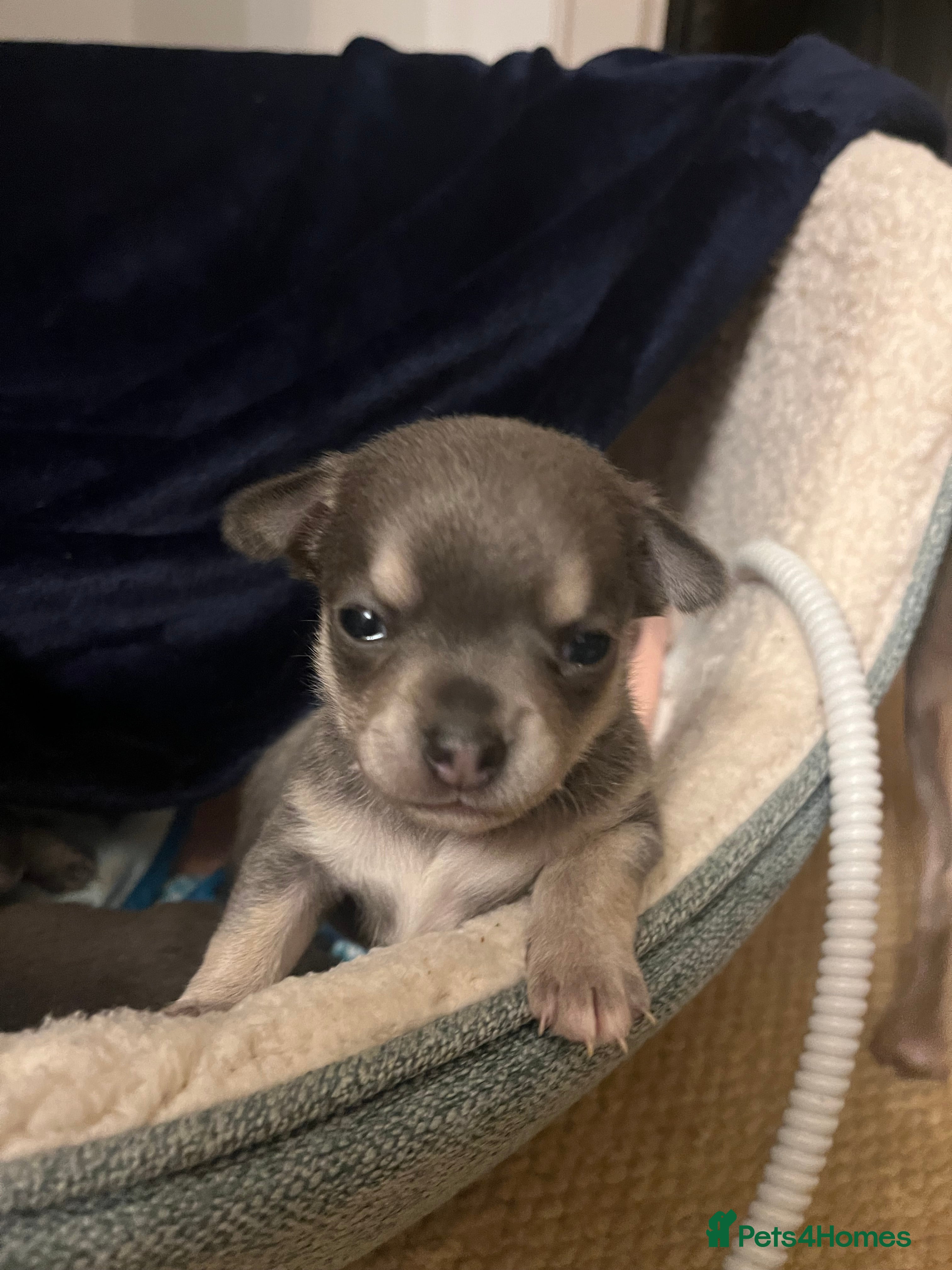 Chihuahua dogs 1 lilac tri (w/peach and white) and 1 blue boy.  - Advert 13