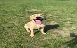 Labrador Retriever dogs for stud: Golden Labrador retriever for stud  - Image 1