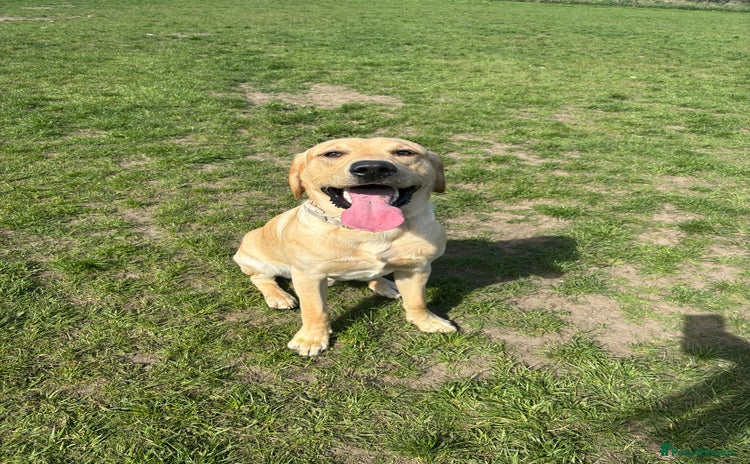 Labrador Retriever dogs - Advert 1