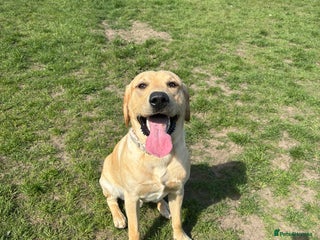 Labrador Retriever dogs - Advert 3