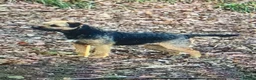Border Terrier dogs for sale: Healthy Bundles of Border joy  - Advert 24