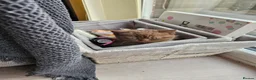 British Shorthair cats for sale: British short hairs  - Advert 12
