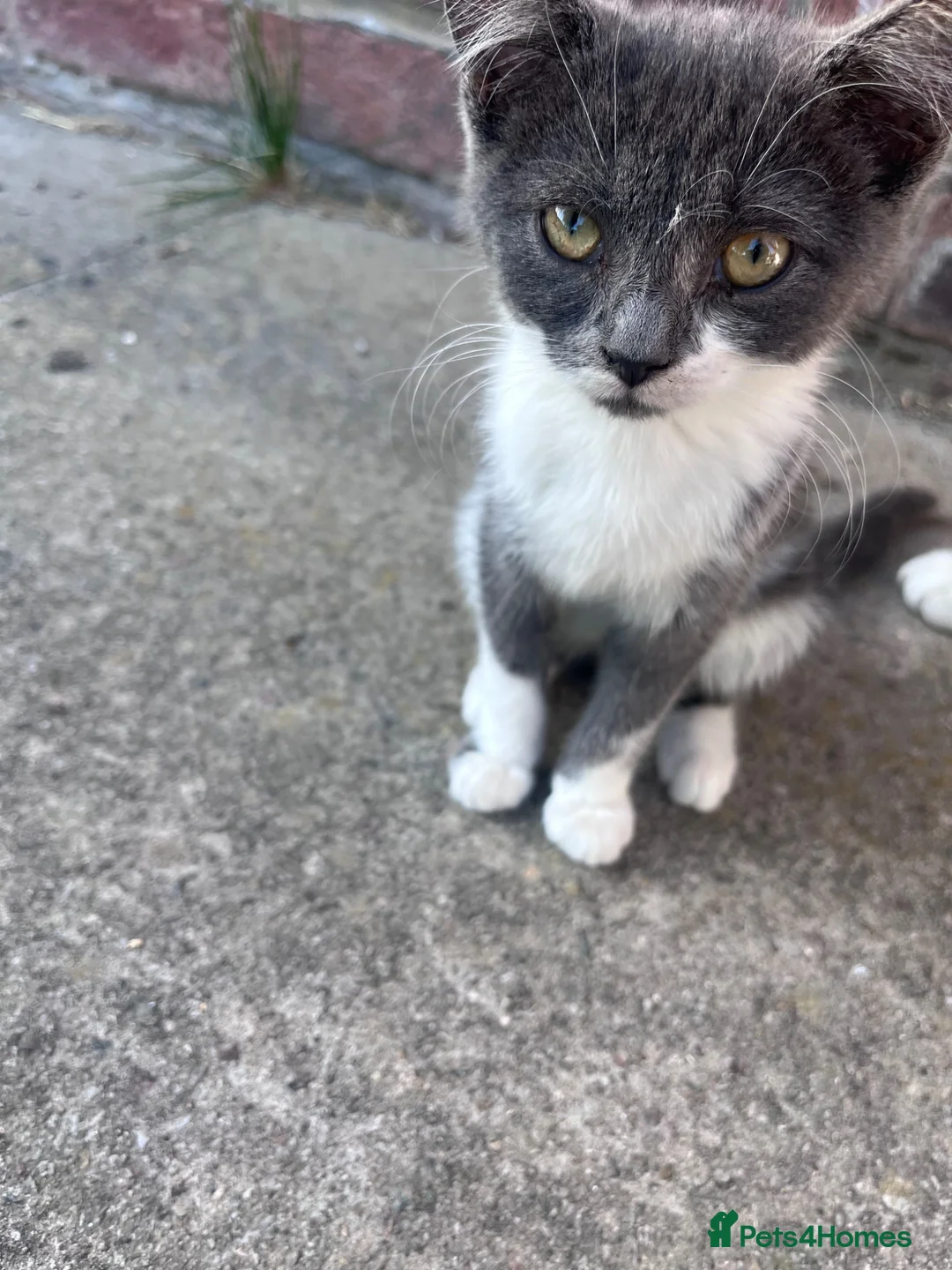 Mixed Breed cats for sale: Mixed British short hair - Advert 7