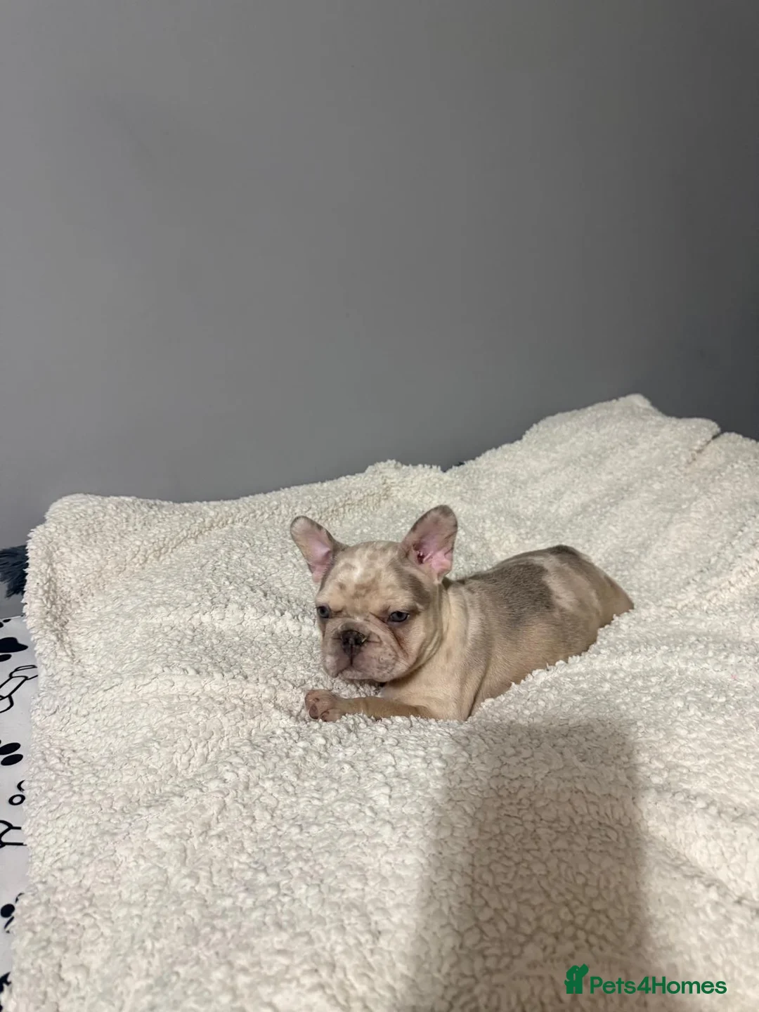 French Bulldog dogs for sale: 🐾 Merle French Bulldog Puppies 🐾 in Aberdeen - Advert 12