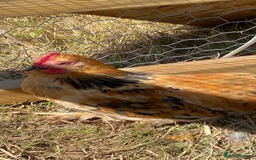 Chickens poultry for sale: Mille Fleur peking bantam cockerel - Image 1