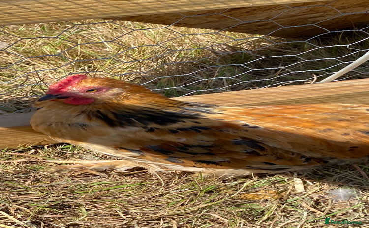 Chickens poultry - Advert 3