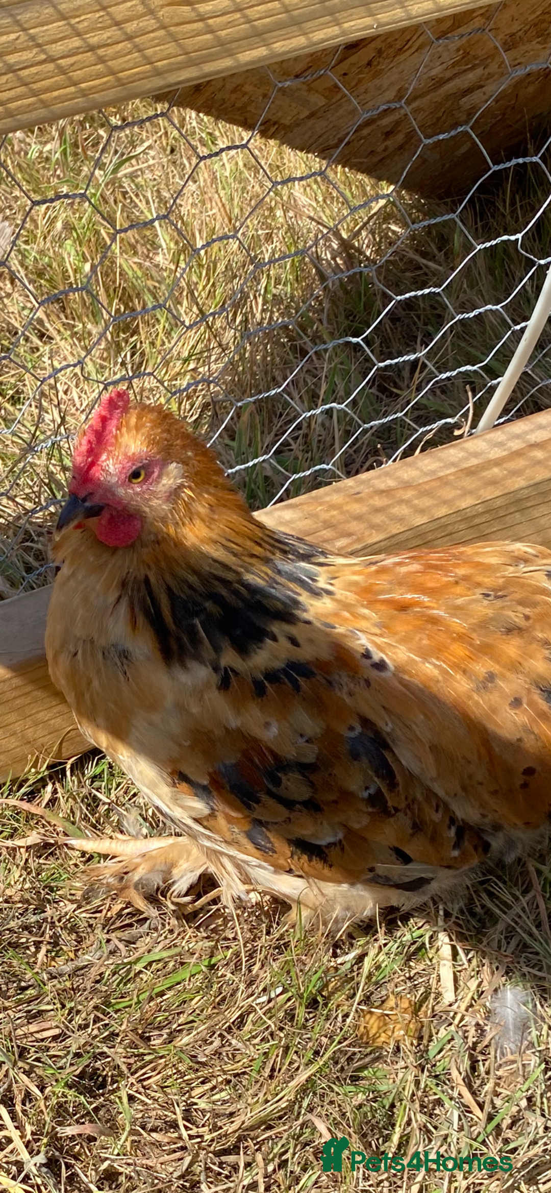 Chickens poultry for sale: Mille Fleur peking bantam cockerel - Image 1