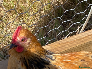 Chickens poultry - Advert 14