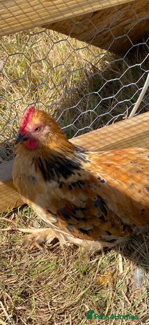 Chickens poultry - Advert 17