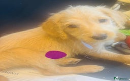 Labradoodle dogs for sale: F1 Labradoodles  - Image 1