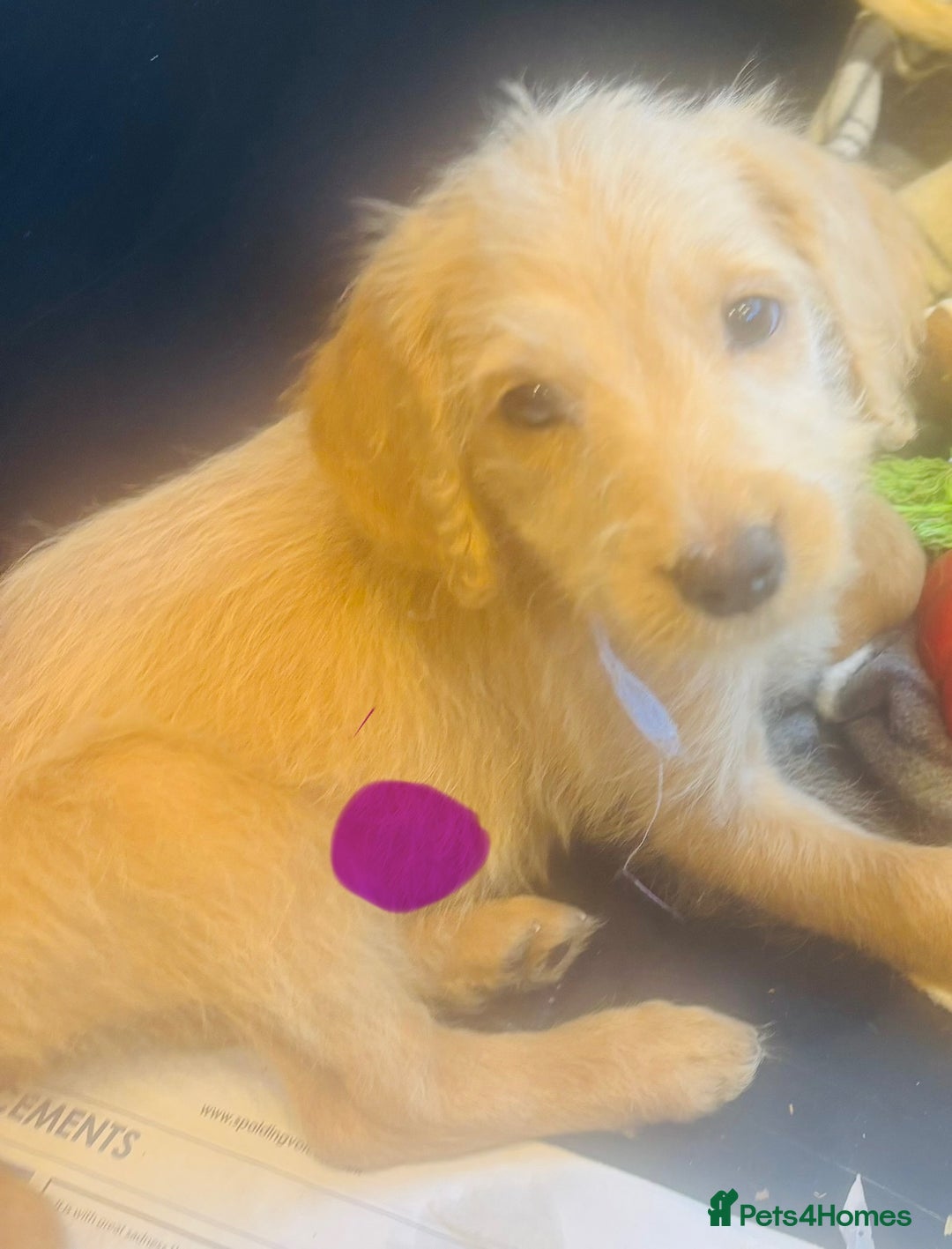 Labradoodle dogs for sale: F1 Labradoodles  - Image 1