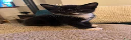 Mixed Breed cats for sale: 2 Tuxedo Tabby Boys in Shifnal - Advert 14