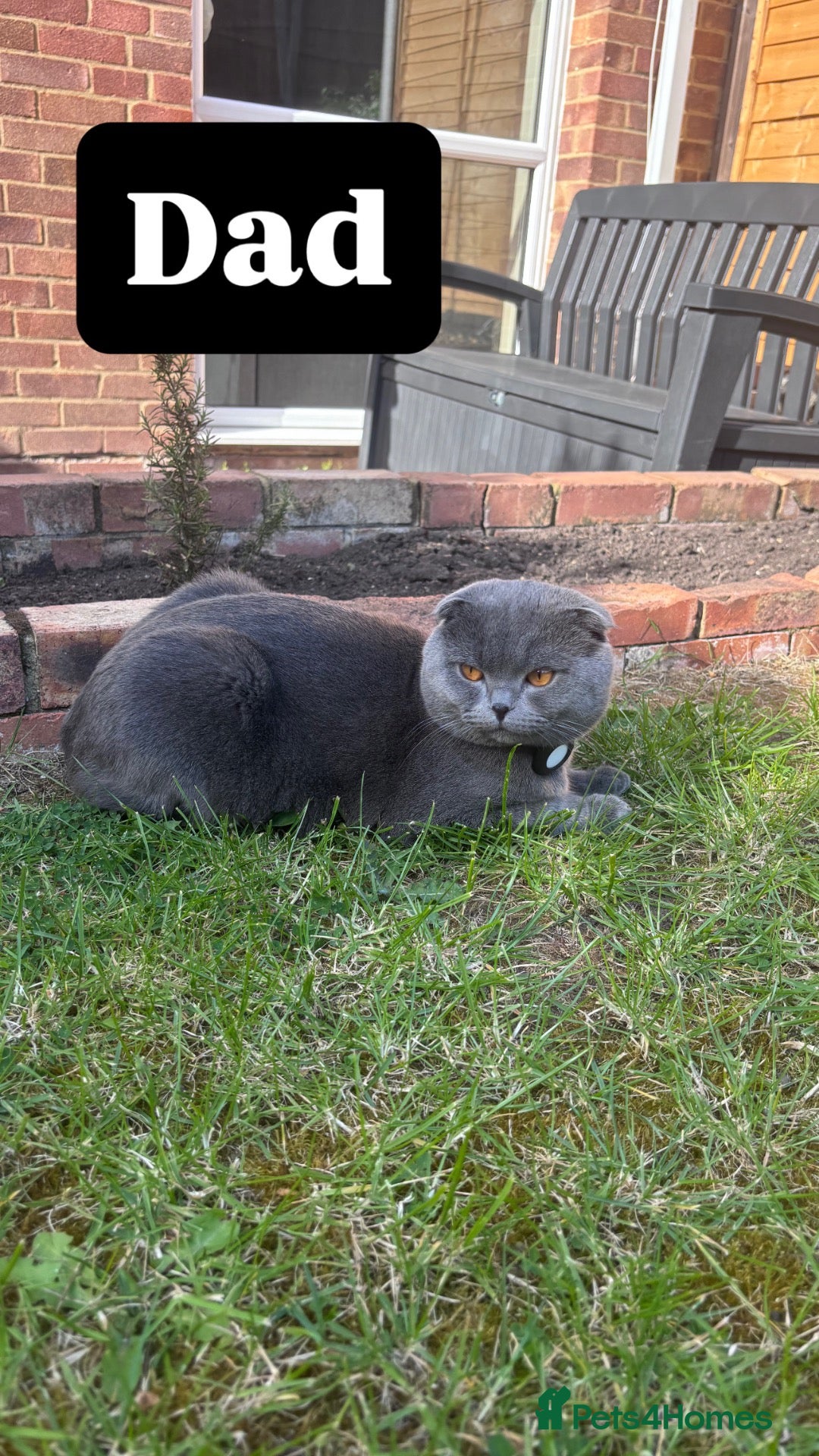 Scottish Fold cats Beautiful Scottish Fold Chinchilla Kitten  🐾💙 - Advert 2