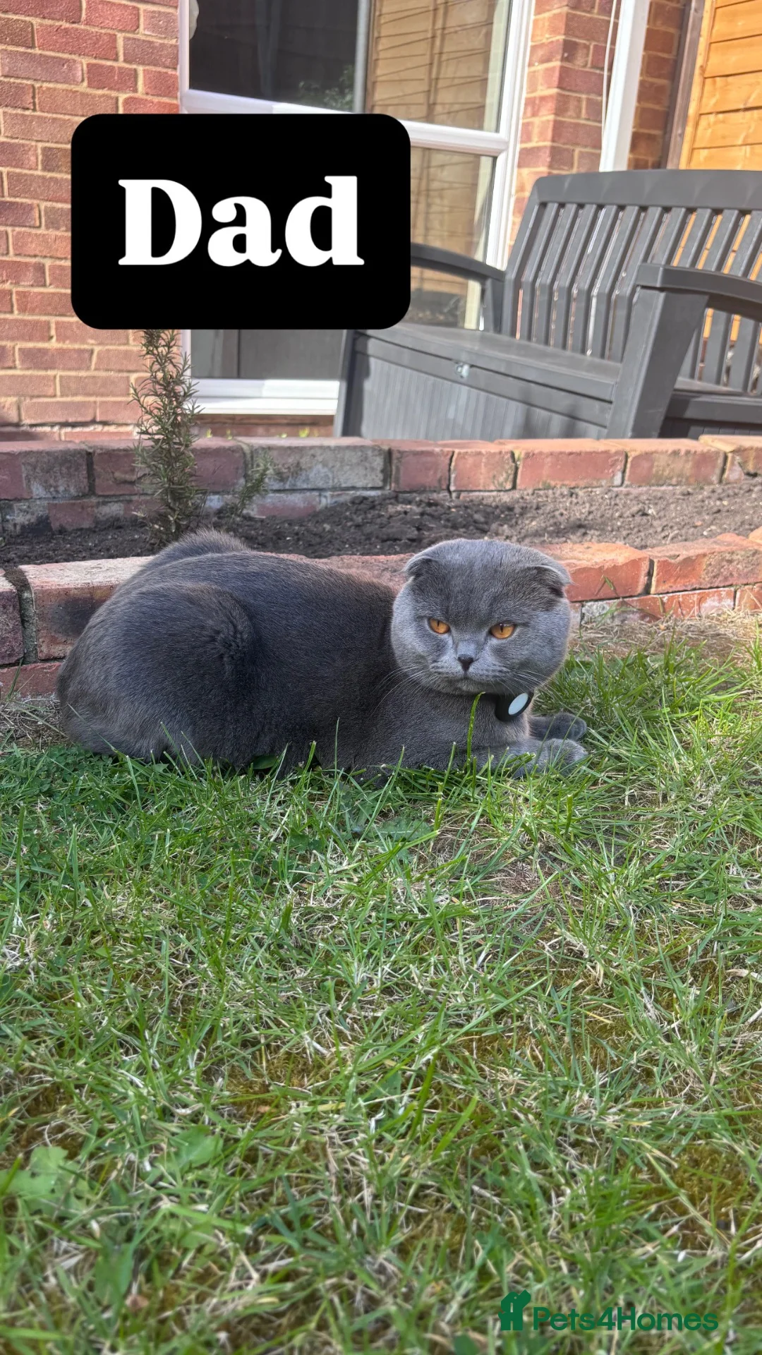 Scottish Fold cats for sale: Beautiful Scottish Fold Chinchilla Kitten  🐾💙 - Advert 2