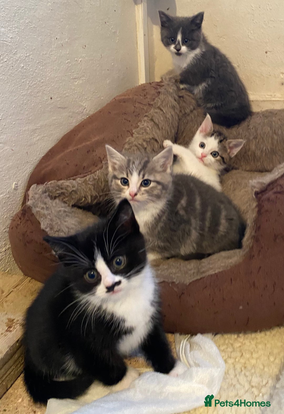 Mixed Breed cats for sale: Stunning part Siamese kittens ready now - Advert 20