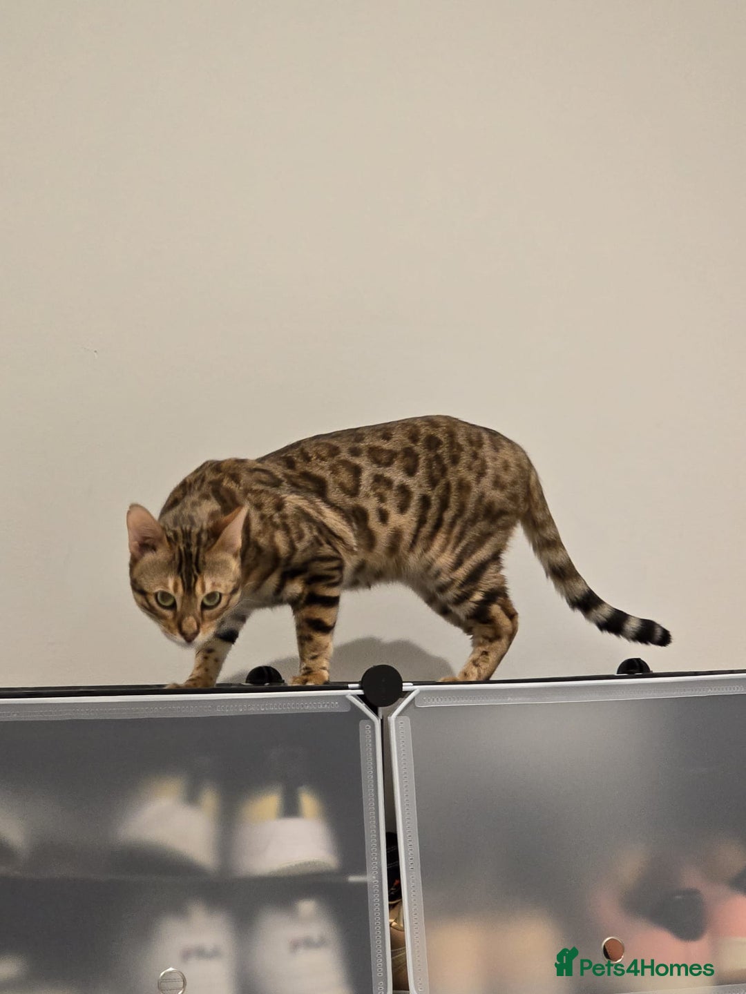 Bengal cats for sale: Beautiful Pure Bengal Boy - Advert 3