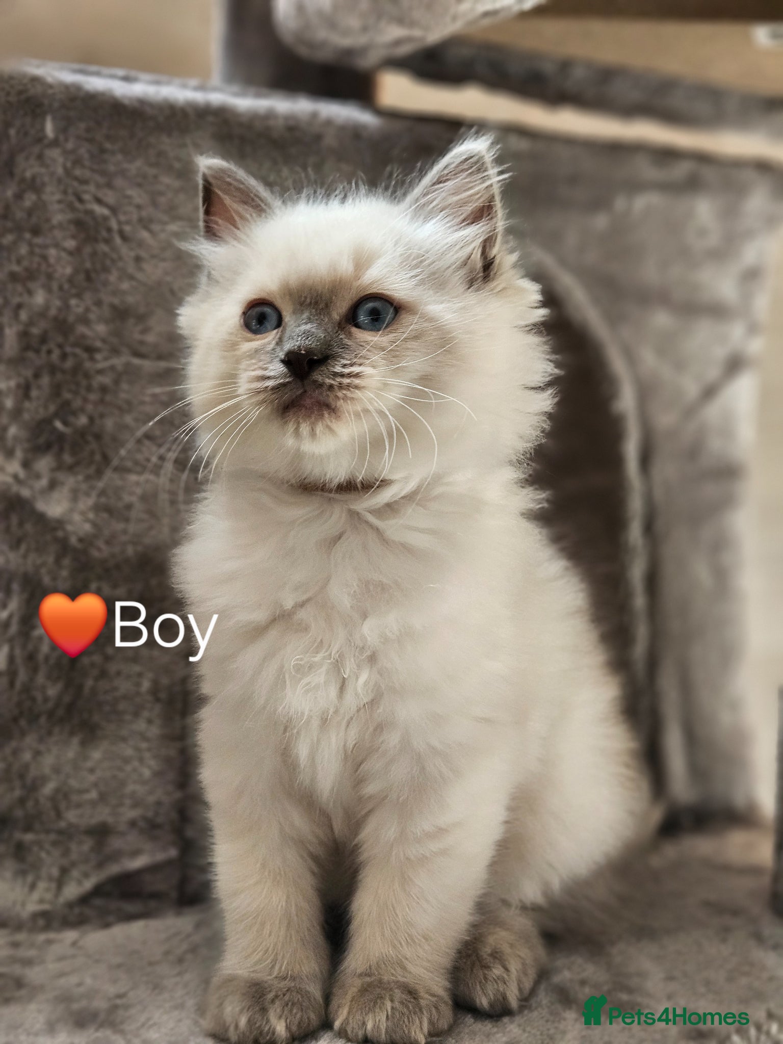 Ragdoll cats Ragdoll Kitten AVALIABLE  - Advert 1