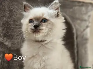 Ragdoll cats Ragdoll Kitten AVALIABLE - Advert 2