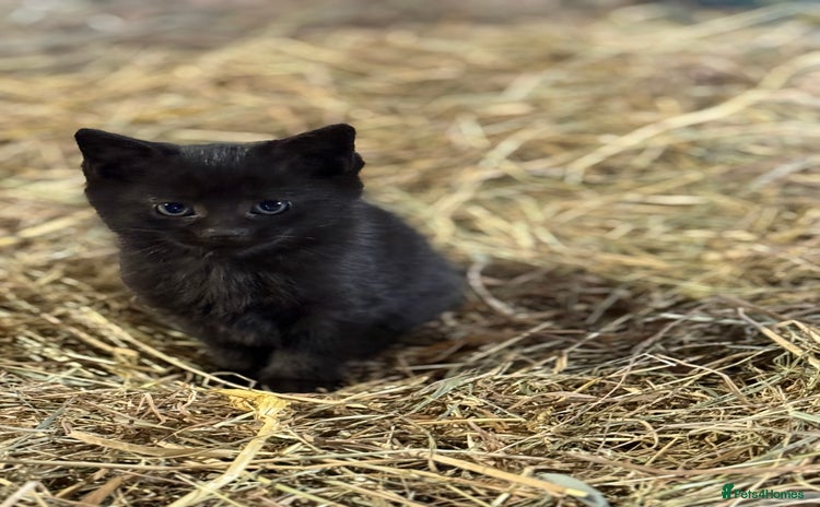 Mixed Breed cats - Advert 11