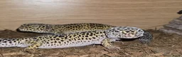 Leopard Gecko reptiles for sale: 2 leopard geckos and full setup - Advert 4